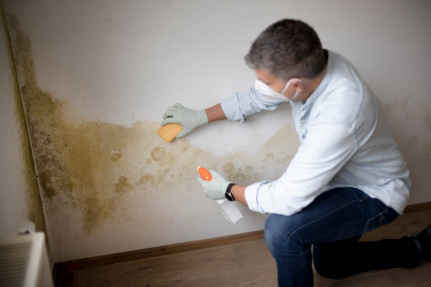 Best HVAC Mold Inspection and Cleaning  in Brock Hall, MD